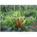F1 Hybrid Sichuan Hot Pepper seeds /Chilli seeds